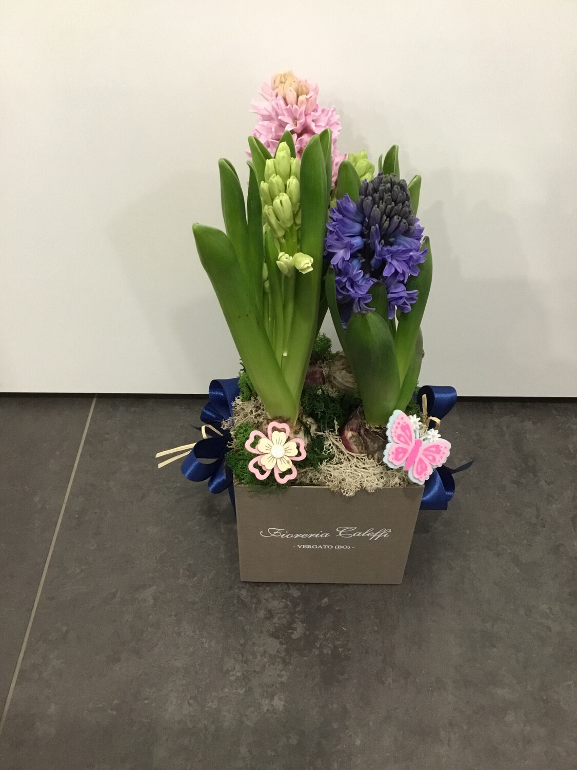 Giacinti in Scatola Giacinti in Scatola