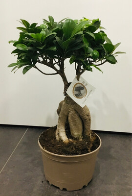 Bonsai Ficus Gin Seng Piccolo Bonsai Ficus Gin Seng Piccolo