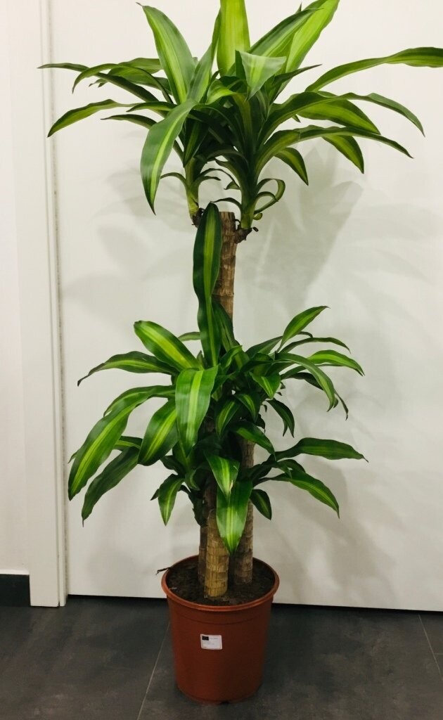 Dracena Messangena Dracena Messangena