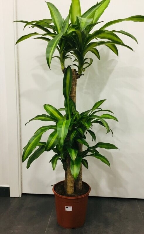 Dracena Messangena
