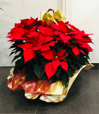 Stella di Natale Ciotola Stella di Natale Ciotola