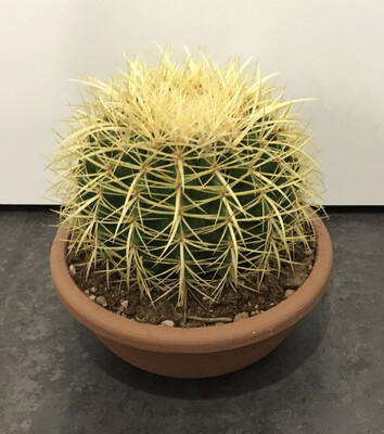 Cactus Grusonii - Cuscino della Suocera