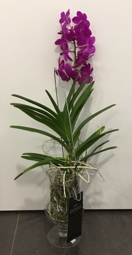 Orchidea Vanda Orchidea Vanda