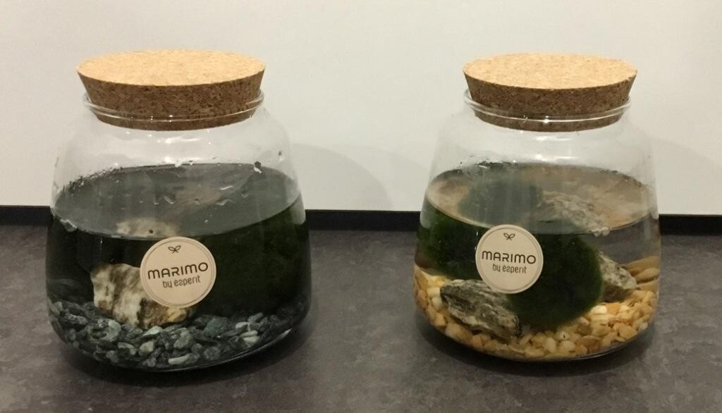 Marimo