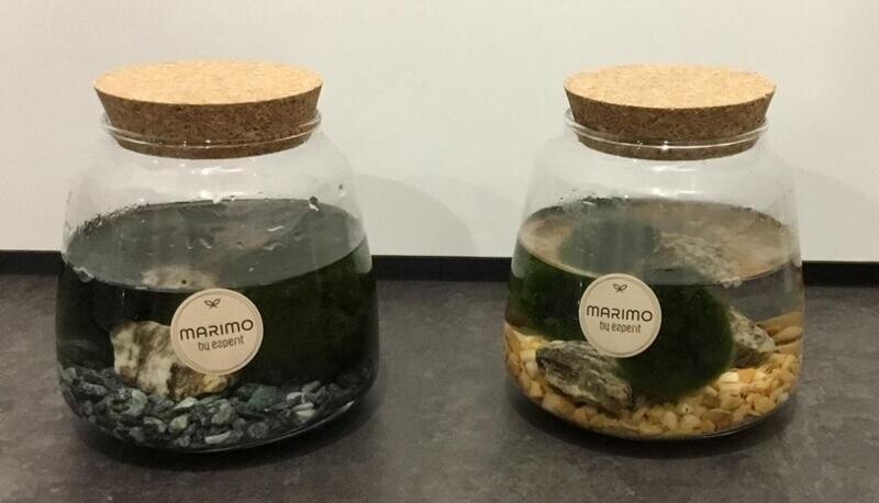 Marimo