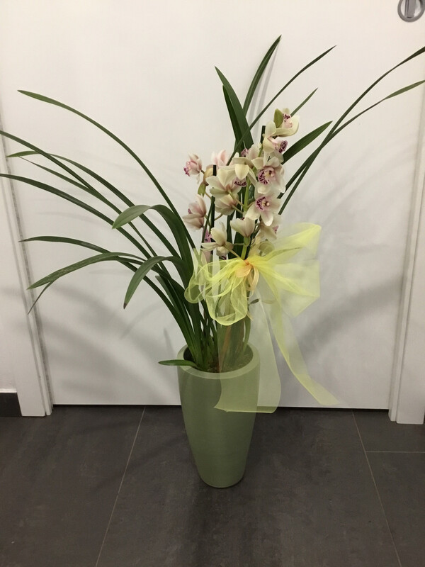 Cymbidium in Deco (Orchidea)
