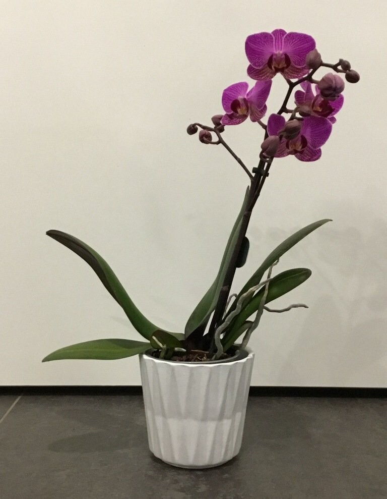 Phalenopsis Mini in Deco Phalenopsis Mini in Deco