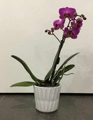 Phalenopsis Mini in Deco Phalenopsis Mini in Deco