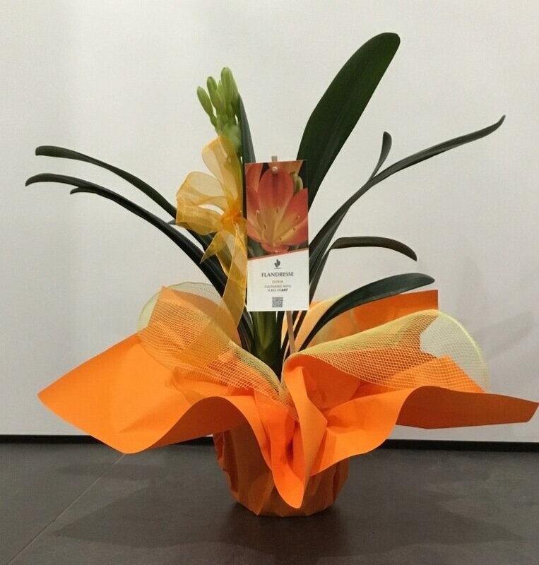 Clivia
