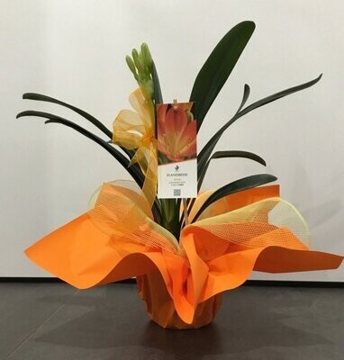 Clivia