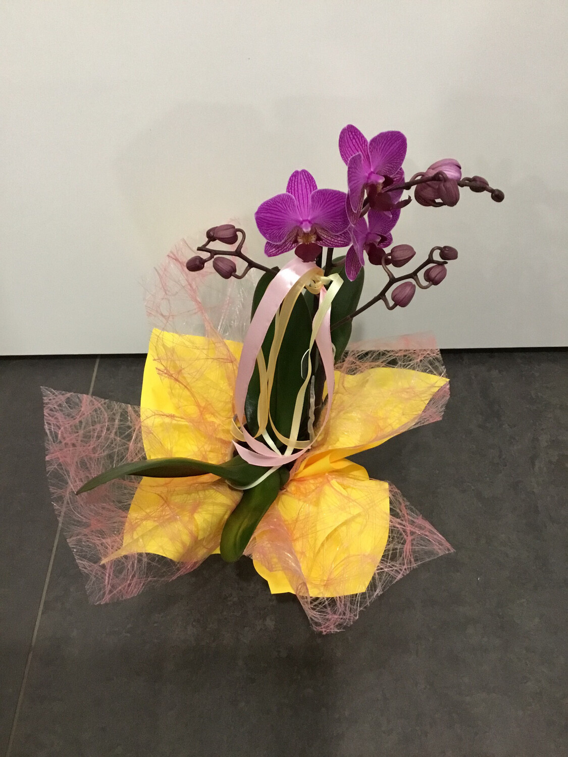 Phalenopsis mini Phalenopsis mini