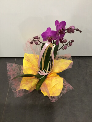 Phalenopsis mini Phalenopsis mini