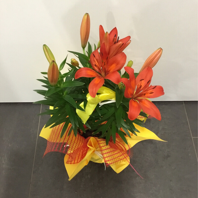 Lilium
