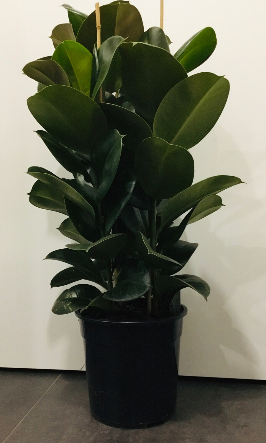 Ficus Elastica o Robusta