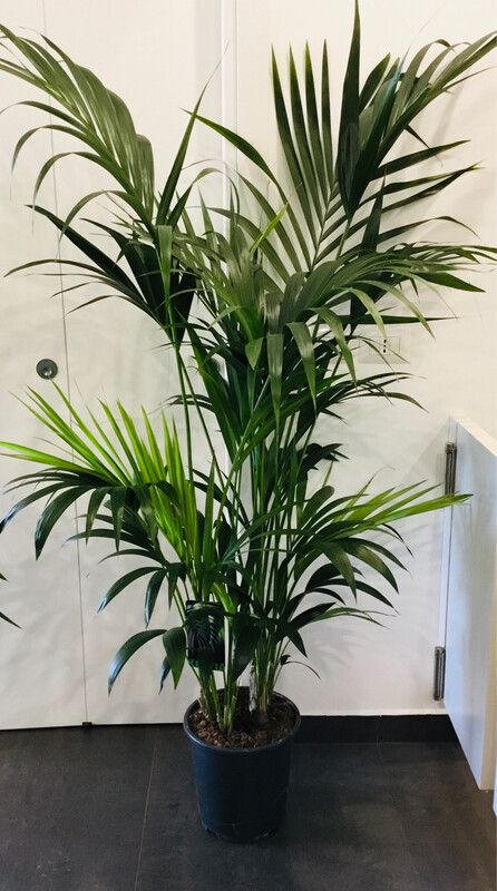 Kentia 