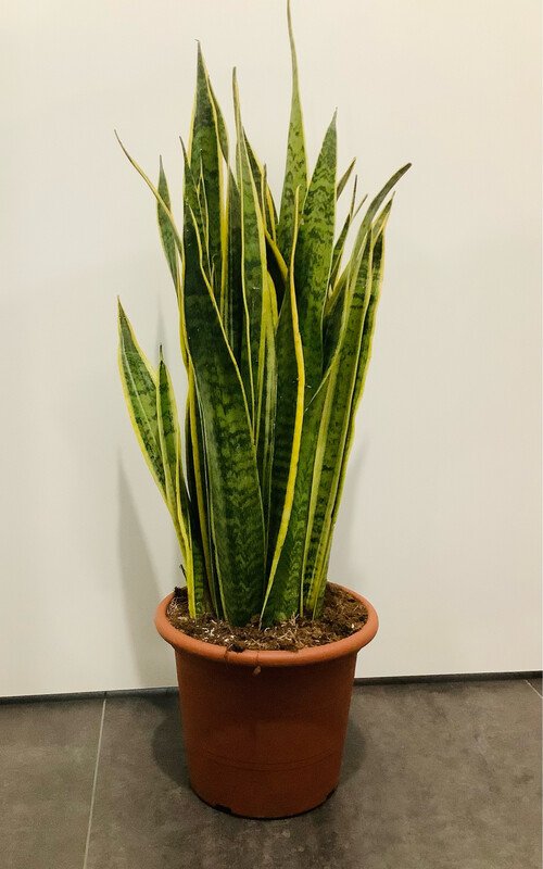 Sansevieria 