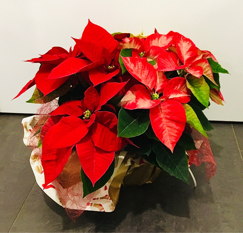 Stella di Natale Ciotola Piccola