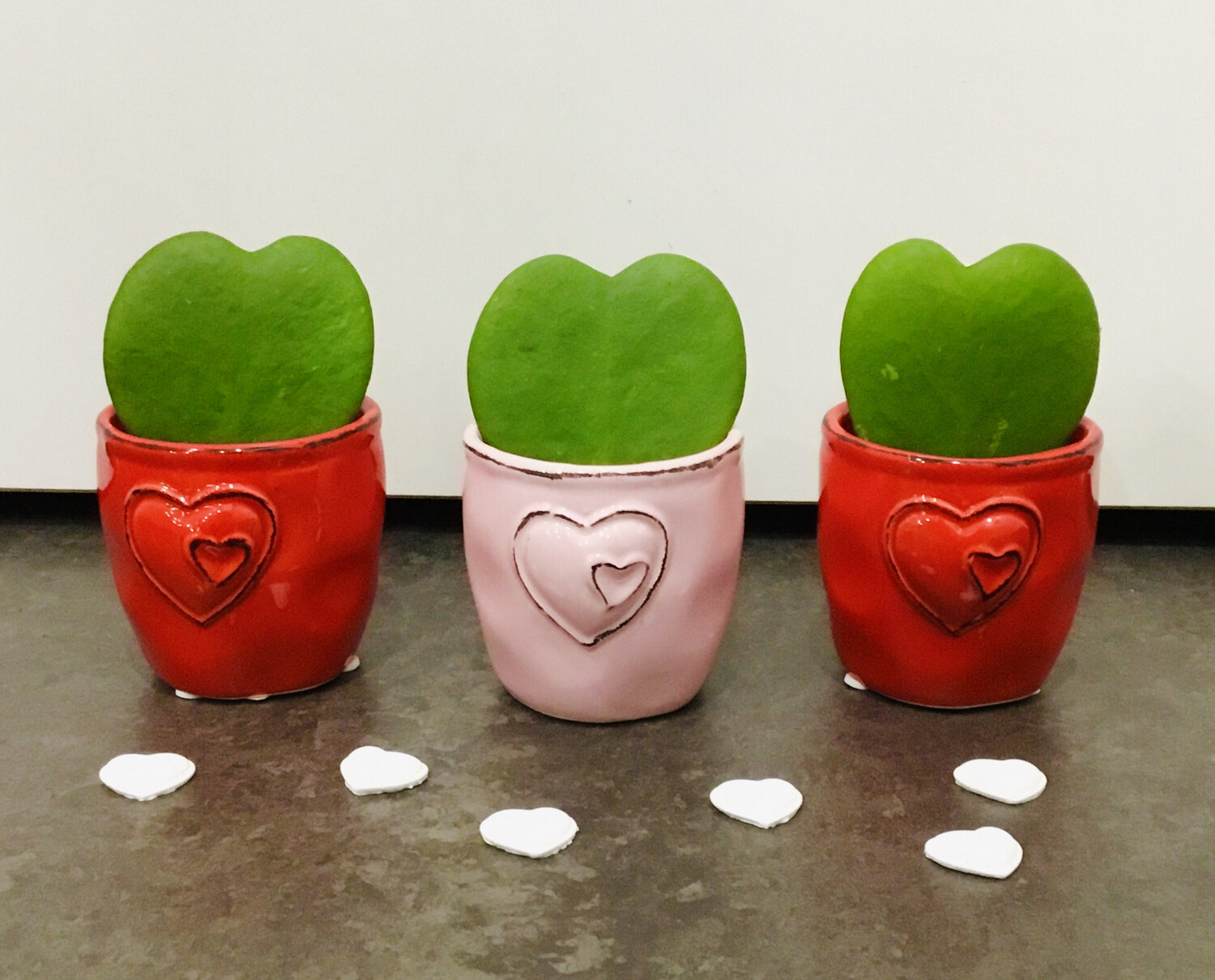 Hoya in Deco Hoya in Deco