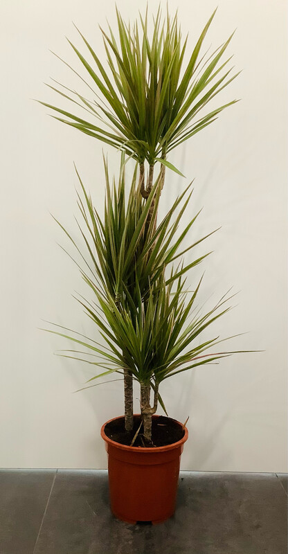 Dracena Marginata Bicolor