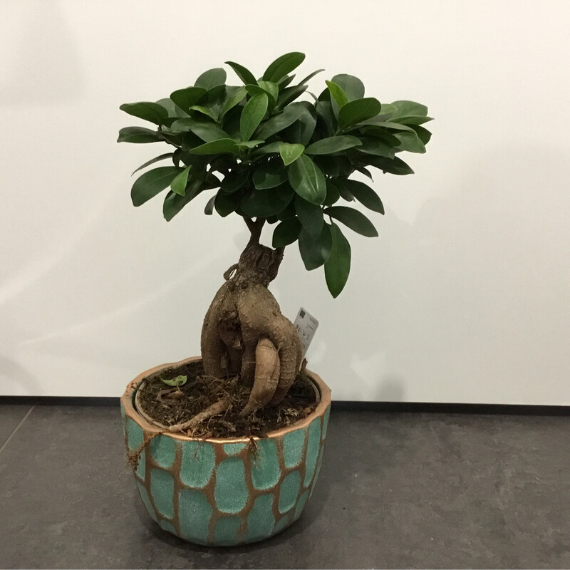 Bonsai Ficus Gin Seng