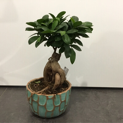 Bonsai Ficus Gin Seng