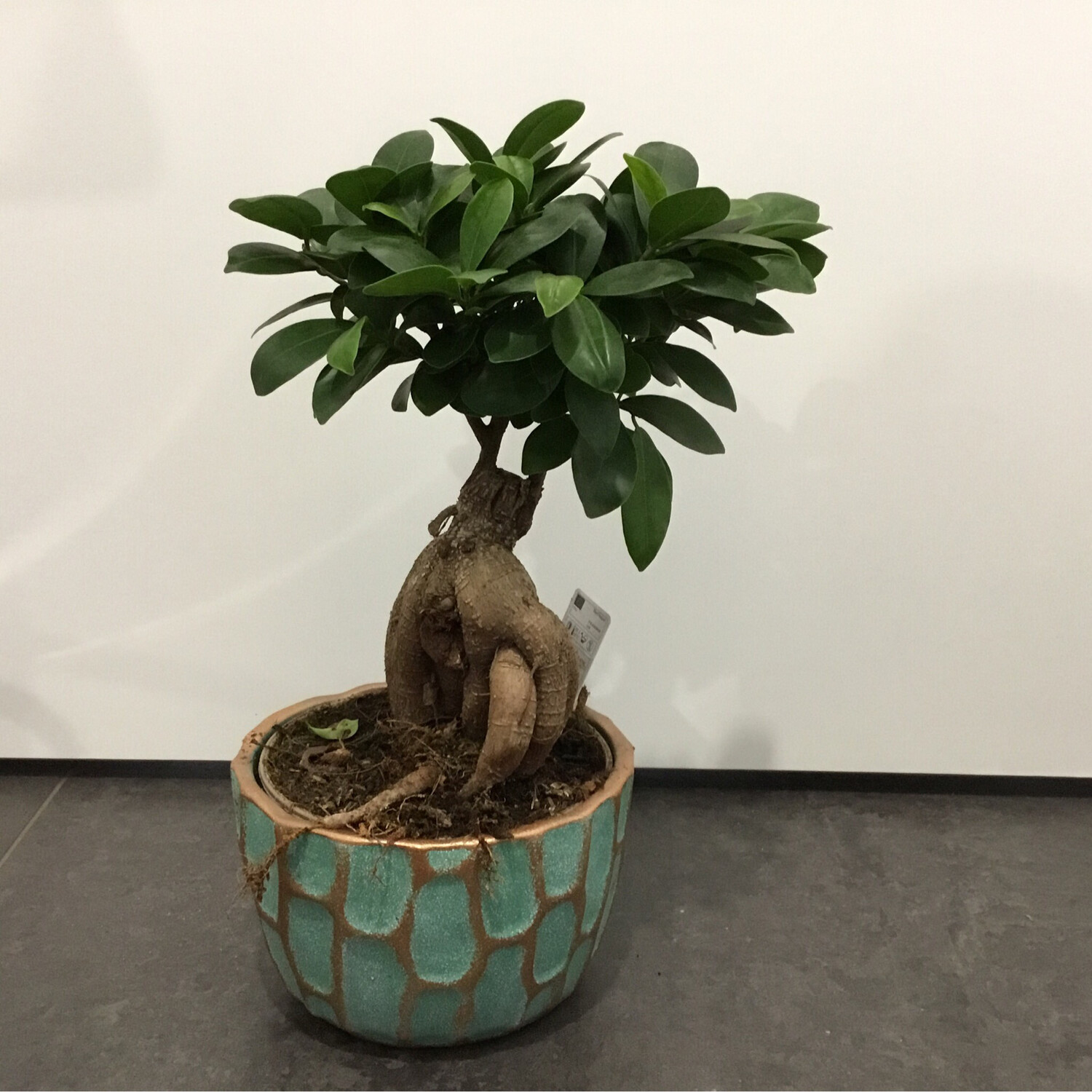 Bonsai Ficus Gin Seng