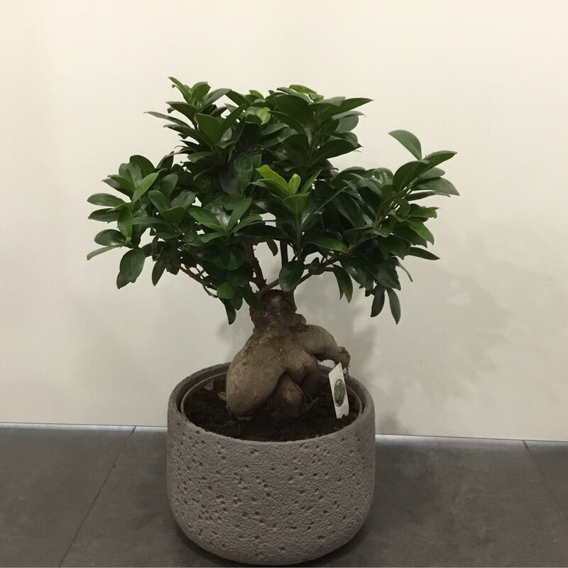 Bonsai Ficus Gin Seng Grande