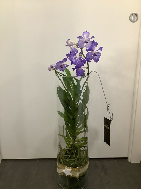 Orchidea Vanda in Deco