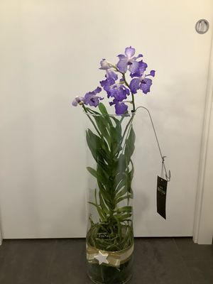 Orchidea Vanda in Deco Orchidea Vanda in Deco