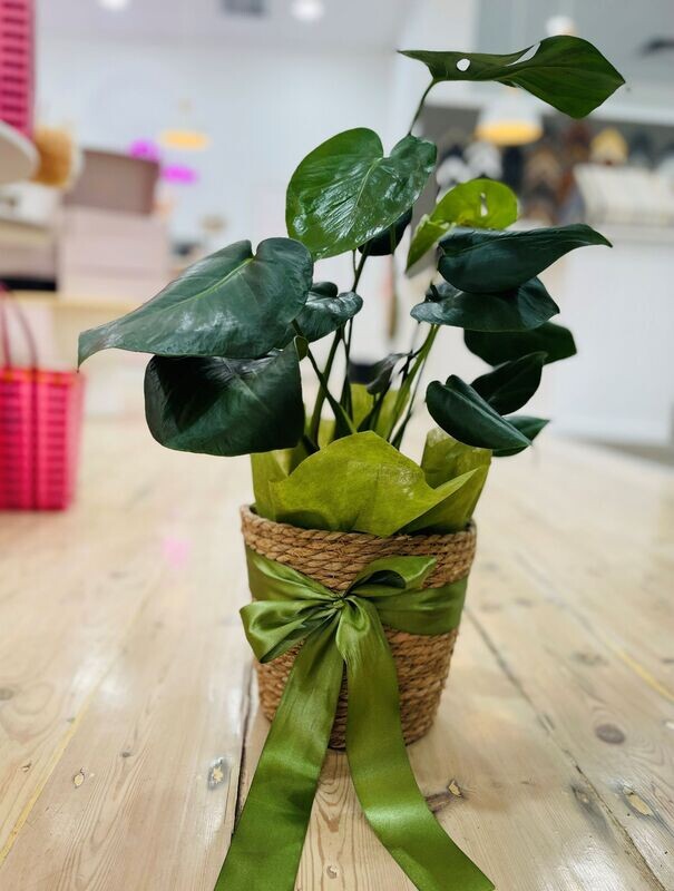 Florist Choice Plant