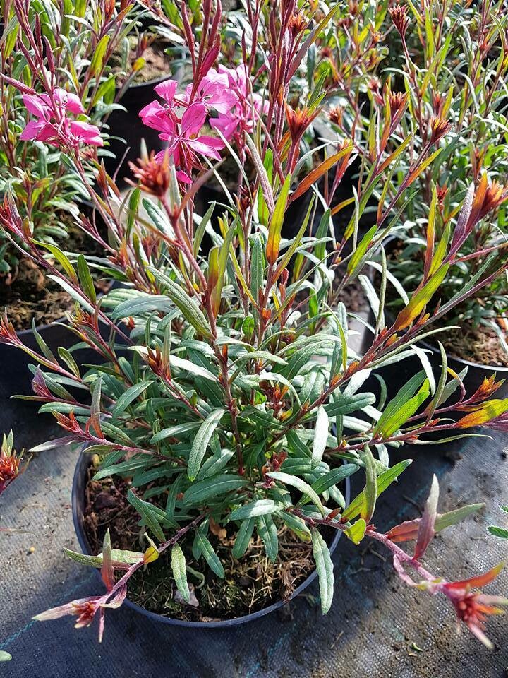 GAURA LINDHEIMERI RED COLOR