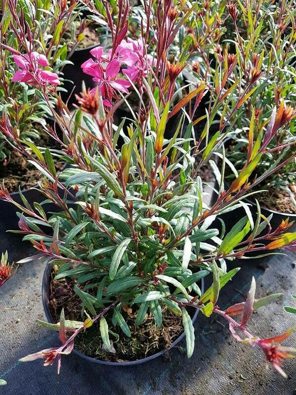 GAURA LINDHEIMERI RED COLOR