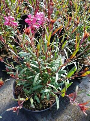 GAURA LINDHEIMERI RED COLOR