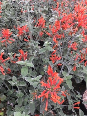JACOBINIA SUBERECTA