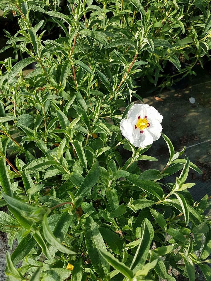 CISTUS ALAN FRADD