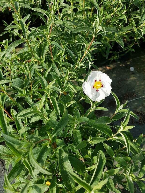 CISTUS ALAN FRADD