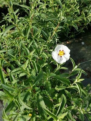 CISTUS ALAN FRADD