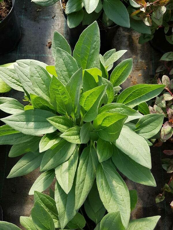 ECHINACEA PURPUREA ORANGE