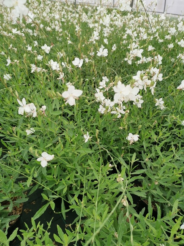 GAURA LINDHEIMERI BLANC