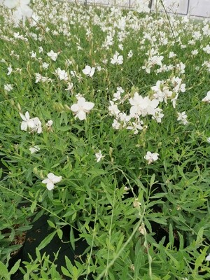 GAURA LINDHEIMERI BLANC
