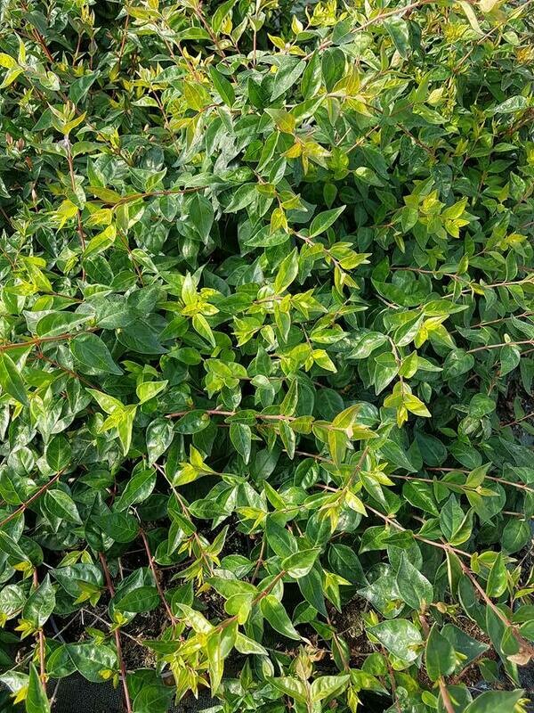 ABELIA EDWARD Goucher C3L