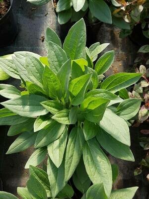 ECHINACEA PURPUREA
