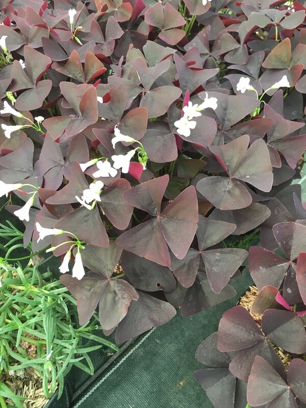 OXALIS TRIANGULARIS