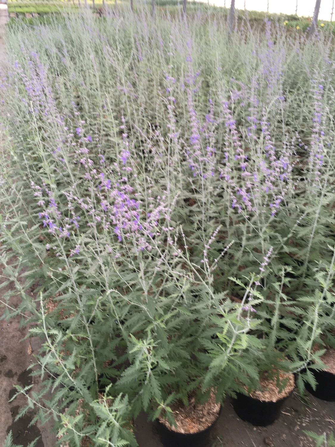 PEROVSKIA ATRIPLICIFOLIA