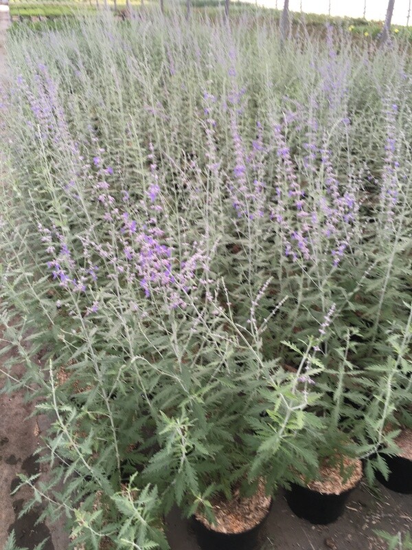 PEROVSKIA ATRIPLICIFOLIA