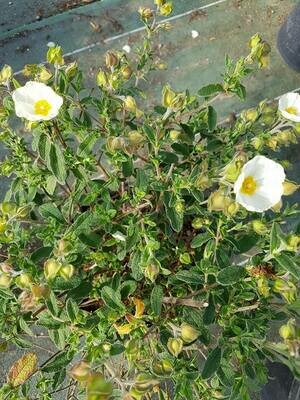 CISTE SALVIFOLIUS