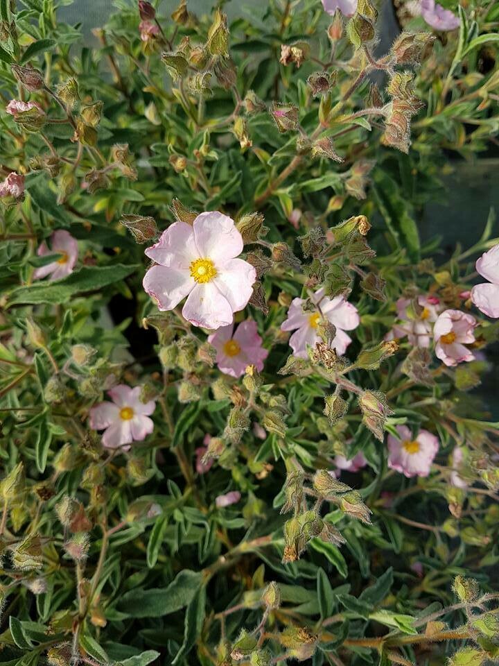 CISTUS SKANBERGII