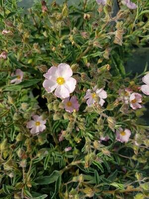 CISTUS SKANBERGII