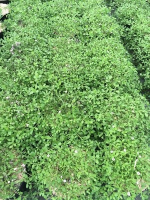 LIPPIA NODIFLORA