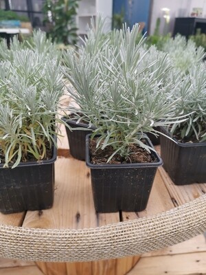 HELICHRYSUM ITALICUM (HERBE A CURRY) GDT
